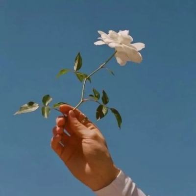 奇幻森林岛官方版下载